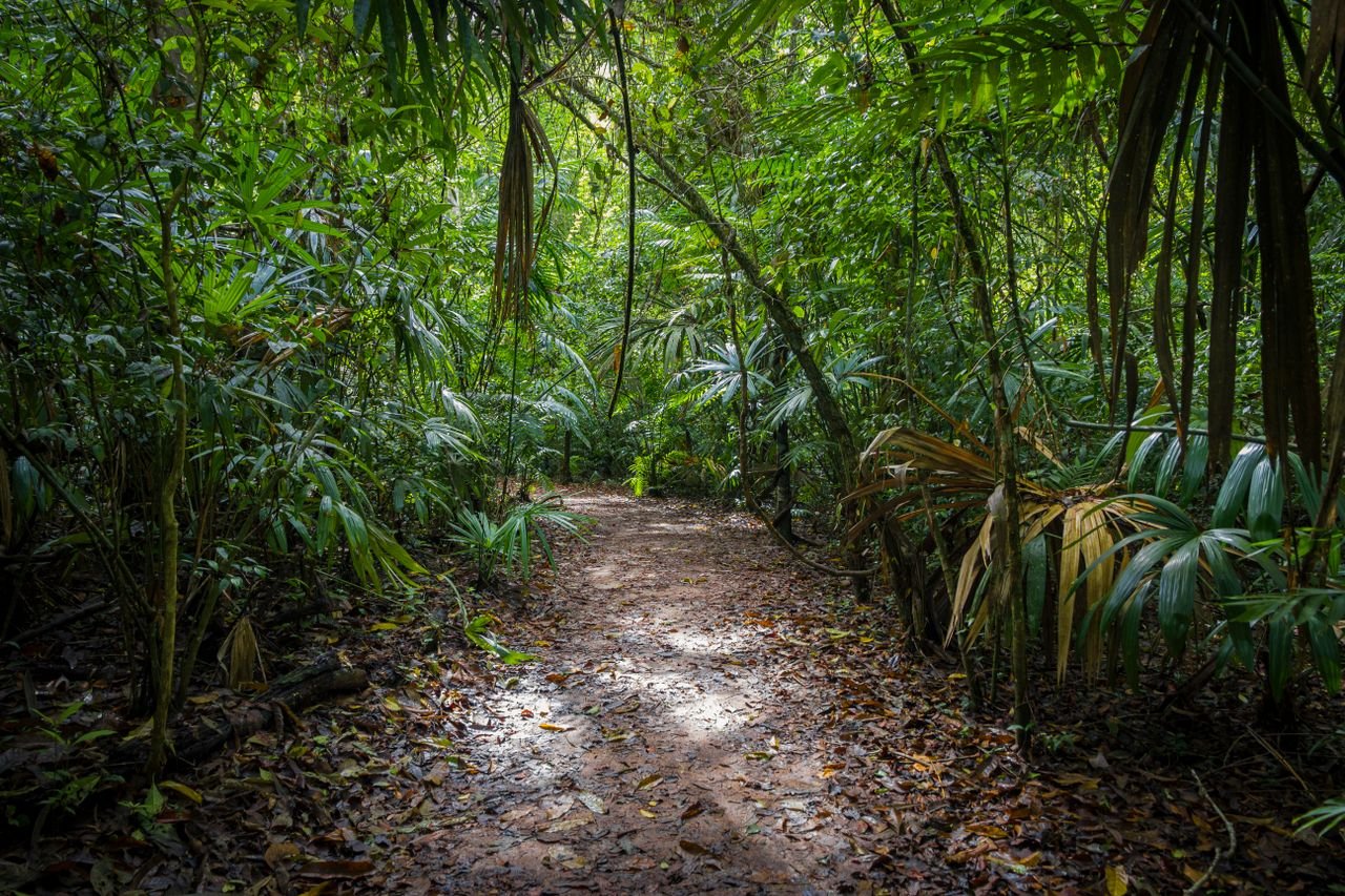 Explore a serene forest path surrounded by vibrant green foliage and tall trees.